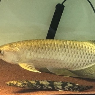 魚類販売（熱帯魚 古代魚） 【公式通販】