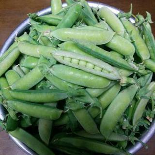 野菜栽培士が育てた 無農薬有機栽培 うすいエンドウ豆 1kg