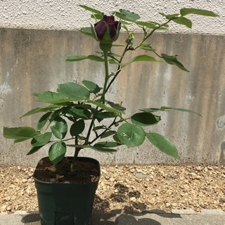黒バラ苗🌹オクラホマ✨盆栽仕立て