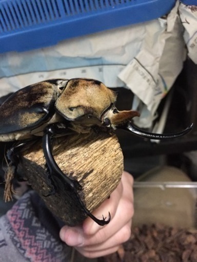 福袋解体 エレファスゾウカブト