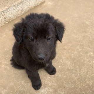 子犬ちゃん里親募集 - 鉾田市