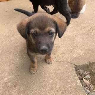 子犬ちゃん里親募集の画像