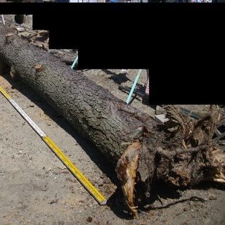 取りに来られる方限定　伐採した木１本