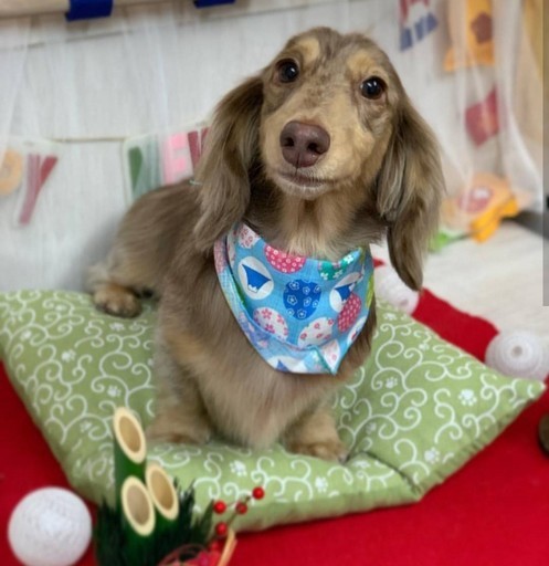 ドッグラン ドッグカフェなどなど たろ 桜ノ宮の友達のメンバー募集 無料掲載の掲示板 ジモティー