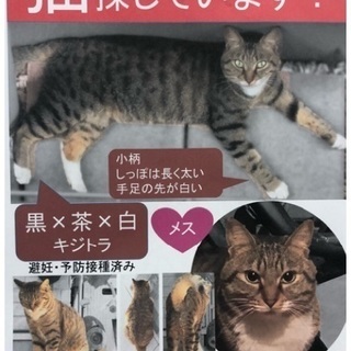 【迷子猫】キジトラ猫探してます 西東京市