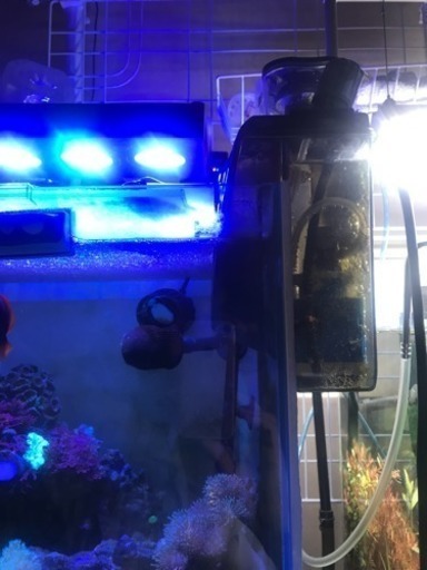 海水魚セット