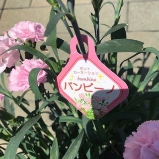日本一安い?母の日カ一ネ一ション　バンビーノ薄いピンクです。