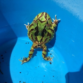 引き取り限定 ファンタジーツノガエル 飼育セット さきさき 京王多摩センターのその他の中古あげます 譲ります ジモティーで不用品の処分