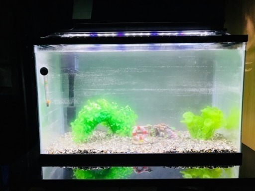 60cm水槽