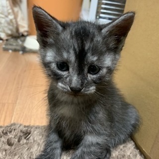 生後2ヶ月の元気な子猫ちゃん