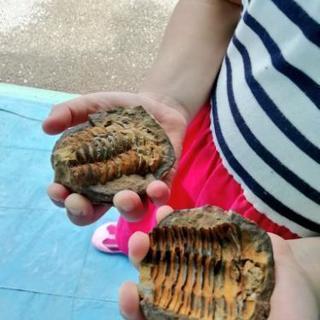 夏休みイベントに!出張で化石発掘&宝石発掘体験イベントやってます🦖
