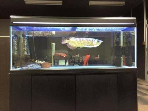 ガラス製大型水槽+用具一式】水槽、キャビネット、ライト、ろ過装置