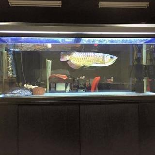 ✨ガラス製大型水槽＋用具一式✨】水槽、キャビネット、ライト、ろ過