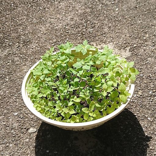 青シソ苗 プランター付き もりさん 有田の家庭用品 ガーデニング の中古あげます 譲ります ジモティーで不用品の処分 青シソ苗 プランター付き もりさん 有田の家庭用品 ガーデニング の中古あげます 譲ります ジモティーで不用品の処分