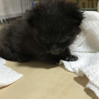 小さい黒い子猫です。終了しました − 群馬県