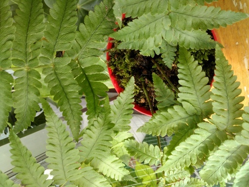 只今交渉中 観葉植物シダ コケテラリウム鉢植え ちうちう 海田市のその他の中古あげます 譲ります ジモティーで不用品の処分 只今交渉中 観葉植物シダ コケテラリウム鉢植え ちうちう 海田市のその他の中古あげます 譲ります ジモティーで不用品の処分