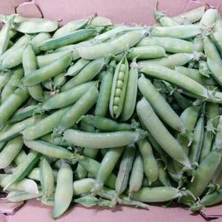 野菜栽培士が育てた 無農薬有機栽培 うすいエンドウ豆 900ｇ