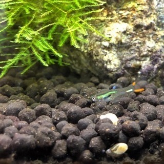 静岡県の中古ミジンコが無料 格安で買える ジモティー