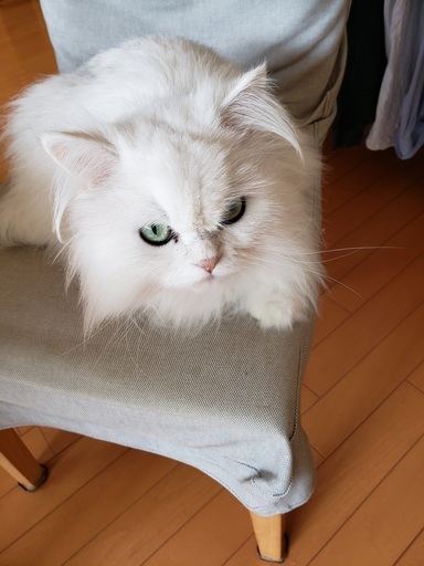 白のかわいいペルシャです Ash 我孫子の猫の里親募集 ジモティー