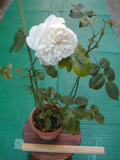 白バラ ソンブレイユ Mikisan 本厚木の家庭用品 ガーデニング の中古あげます 譲ります ジモティーで不用品の処分