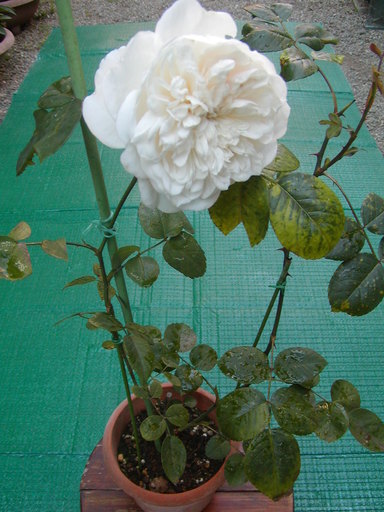 白バラ ソンブレイユ Mikisan 本厚木の家庭用品 ガーデニング の中古あげます 譲ります ジモティーで不用品の処分