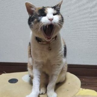 保護猫の譲渡会を開催致します。 - その他