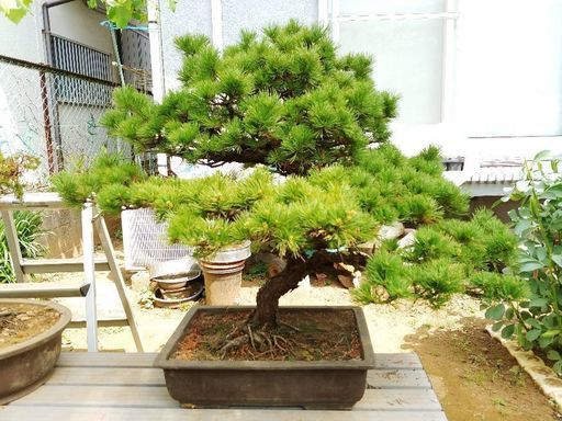 B品セール 値下げしました 盆栽 松 マツ 樹形がいい | mcshoescolombia