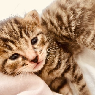 家で癒されたい方必見！生まれたて！超カワイイ子猫の里親募集してます！の画像