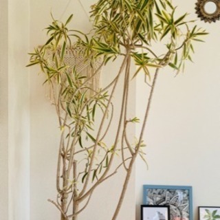 中古ソングオブインディアが無料 格安で買える ジモティー