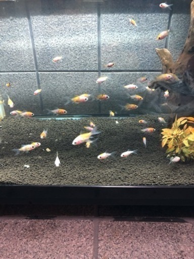 人気の金魚 朱文金の稚魚 カワグチ ナンシュウ 遠州小林のその他の中古あげます 譲ります ジモティーで不用品の処分 人気の金魚 朱文金の稚魚 カワグチ ナンシュウ 遠州小林のその他の中古あげます 譲ります ジモティーで不用品の処分