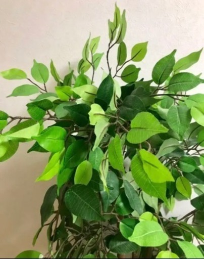 インテリア【造木】157cm