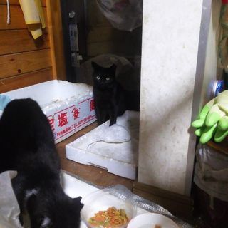 猫貰って下さい。 - 筑西市