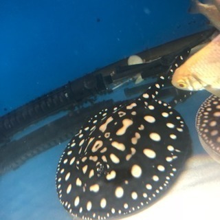 ダイヤモンドポルカ 純血