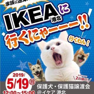 5/19（日）おーあみ避難所里親会 in IKEA港北