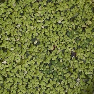 メダカ水槽などに 浮き草 アオウキクサ ねね 前橋のその他の中古あげます 譲ります ジモティーで不用品の処分