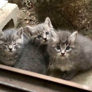 仔猫４匹生まれてます