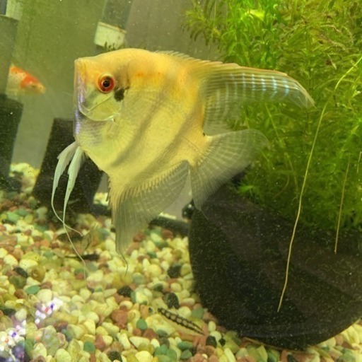 並エンゼルフィッシュ ジンジャー 箕島のその他の中古あげます 譲ります ジモティーで不用品の処分