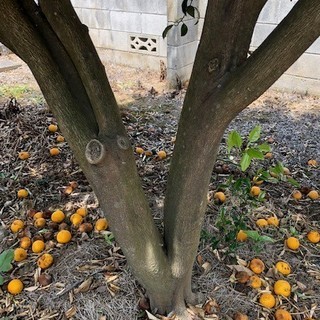 太い幹の部分にとげのない　柚子の木 　