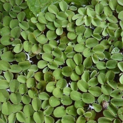 無農薬 水草 サンショウモ 10株 数株 多肉植物 こりす 京都市役所前のその他の中古あげます 譲ります ジモティーで不用品の処分 無農薬 水草 サンショウモ 10株 数株 多肉植物 こりす 京都市役所前のその他の中古あげます 譲ります ジモティーで不用品の処分