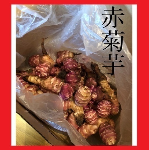 長期保存可能希少品種 赤菊芋 キクイモ種芋600g以上赤菊芋はイヌリン含有量が非常に多く強い繁殖能力があります Ike家 上尾のその他の中古あげます 譲ります ジモティーで不用品の処分 長期保存可能希少品種 赤菊芋 キクイモ種芋600g以上赤菊芋はイヌリン含有量が非常に多く強い繁殖能力があります Ike家 上尾のその他の中古あげます 譲ります ジモティーで不用品の処分