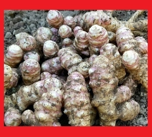 長期保存可能希少品種 赤菊芋 キクイモ種芋600g以上赤菊芋はイヌリン含有量が非常に多く強い繁殖能力があります Ike家 上尾のその他の中古あげます 譲ります ジモティーで不用品の処分