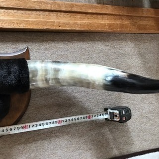 ☆水牛角・爪☆