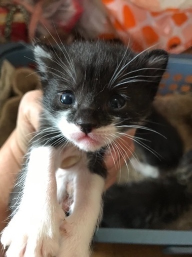 ハチワレのかわいい子猫ちゃん 一般社団法人グラビュ 姫路の猫の里親募集 ジモティー
