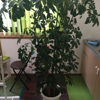 観葉植物 カポック