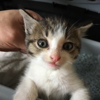 生後約１ヶ月迷い猫※助けて下さい‪‪💦‬ − 沖縄県