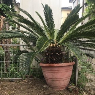 ソテツ(?)の植木差し上げます。★商談中★