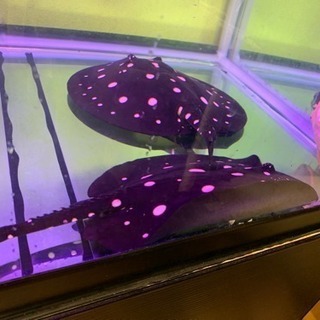 ONYX BOOX Palma ブラック 保護シート装着済 ONYX BOOX Palma ブラック 保護シート装着済 ほぼ新品】ONYX BOOX