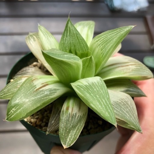 多肉植物 ハオルチア ミルキーウェイ Snowflake 可部のその他の中古あげます 譲ります ジモティーで不用品の処分