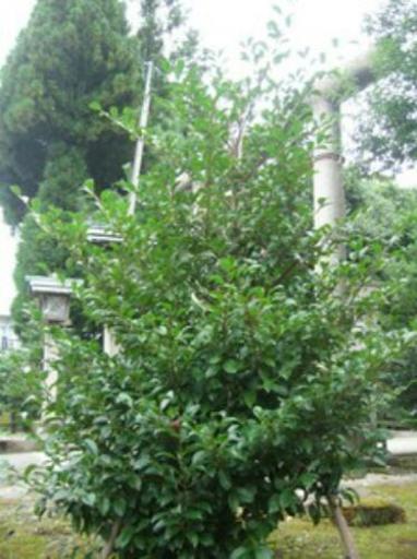 榊の木譲ってほしいかたいませんか？
