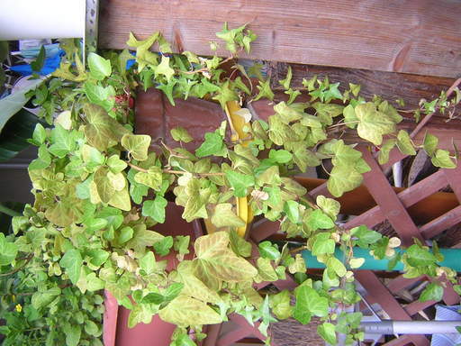 観葉植物アイビーの鉢植え Nekoneko 静和のインテリア雑貨 小物 その他 の中古あげます 譲ります ジモティーで不用品の処分